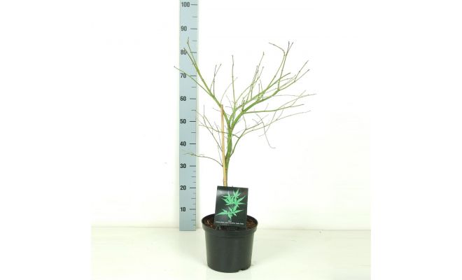 Acer Palmatum Dissectum