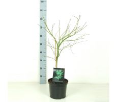 Acer Palmatum Dissectum