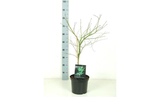 Acer Palmatum Dissectum Atropurpureum