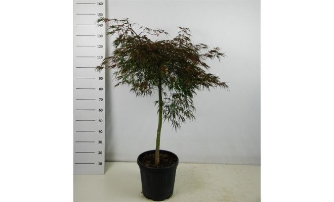 Acer Palmatum Dissectum Garnet, h 70 cm