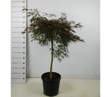 Acer Palmatum Dissectum Garnet, h 70 cm
