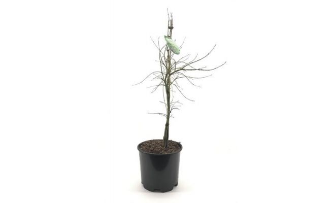 Acer Palmatum Dissectum, pot 32 cm, h 75 cm