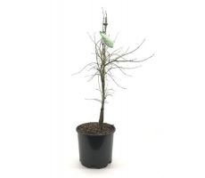 Acer Palmatum Dissectum, pot 32 cm, h 75 cm