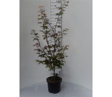 Acer Palmatum, h 125 cm