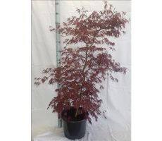 Acer Palmatum Inaba-shidare, h 80 cm