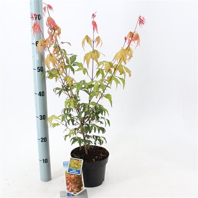 acer palmatum, pot 17 cm, h 35 cm - afbeelding 1