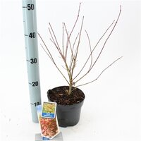 acer palmatum, pot 17 cm, h 35 cm - afbeelding 2