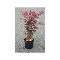 Acer palmatum, pot 26 cm, h 80 cm