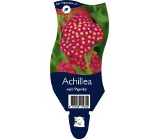 Achillea millefolium Paprika P11