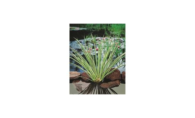 Acorus calamus Gramineus P9