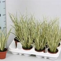 acorus variegatus 5cm pot