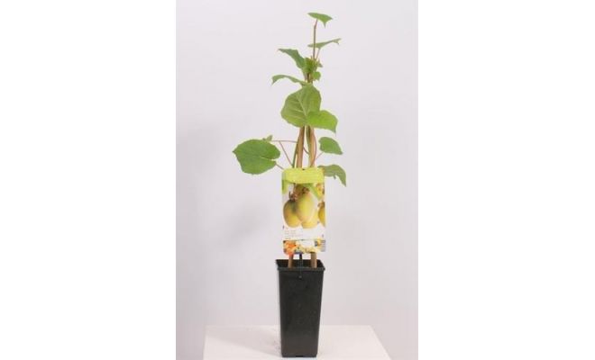 Act. Ch. Jenny c2 h60cm