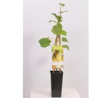 Act. Ch. Jenny c2 h60cm