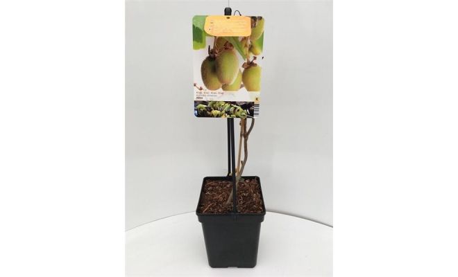 Actinidia Deliciosa Jenny