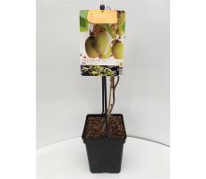 Actinidia Deliciosa Jenny