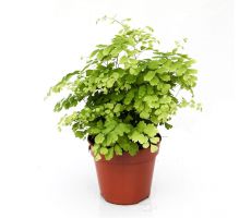 Adiantum Raddianum Fragrans (Venushaar), pot 14 cm