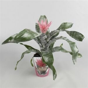 Aechmea fasciata 'Primera (Kokerbromelia), pot 15 cm, h 65 cm