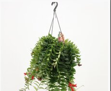 Aeschynanthus 'Caro Improved, pot 15 cm, h 50 cm