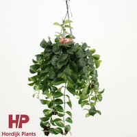 Aeschynanthus 'Flearly Mona Lisa, pot 15 cm, h 30 cm, hangplant - afbeelding 2