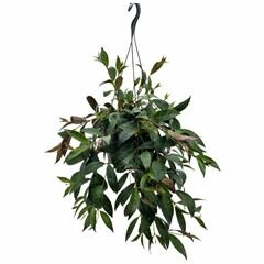 Aeschynanthus marmoratus, pot 17 cm, h 50 cm - afbeelding 1