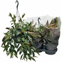 Aeschynanthus marmoratus, pot 17 cm, h 50 cm - afbeelding 2