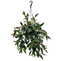 Aeschynanthus marmoratus, pot 17 cm, h 50 cm - afbeelding 5