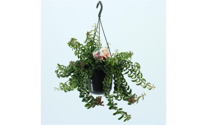 Aeschynanthus  'Twister, pot 15 cm, h 35 cm - afbeelding 1