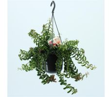 Aeschynanthus 'Twister, pot 15 cm, h 35 cm - afbeelding 2