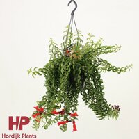 Aeschynanthus  'Twister, pot 15 cm, h 35 cm - afbeelding 2