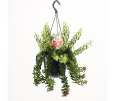 Aeschynanthus Twister (Lippenstiftplant), pot 15 cm, h 30 cm