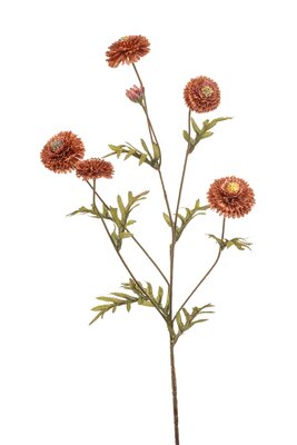 Afrikaantjesteel, 68 cm, koraal