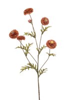 Afrikaantjesteel, 68 cm, koraal