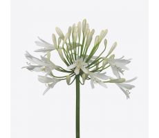 Agapanthus africanus Albus white, p17 h45 cm - afbeelding 2