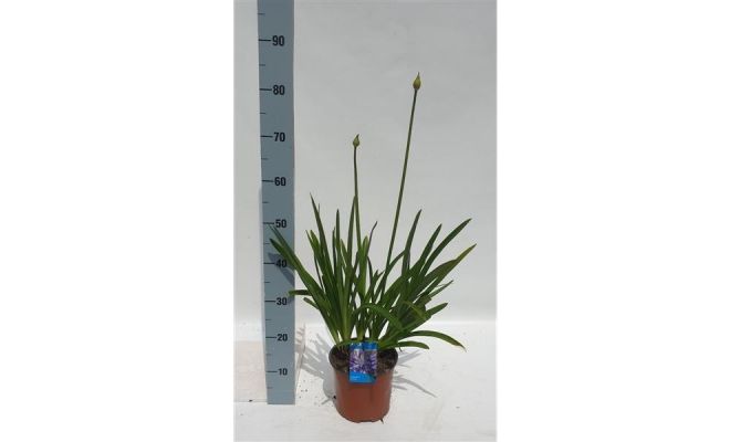 agapanthus africanus ,pot 19 cm, h 25 cm