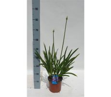 agapanthus africanus ,pot 19 cm, h 25 cm