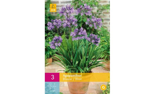 Agapanthus blue / blauw 3st - afbeelding 1