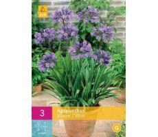 Agapanthus blue / blauw 3st - afbeelding 2