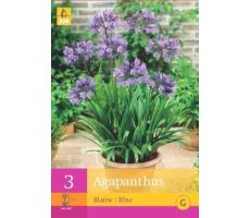 Agapanthus blue / blauw 3st - afbeelding 4
