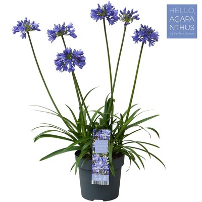 Agapanthus 'Brilliant Blue' p 17cm