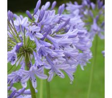 Agapanthus 'Peter Pan', pot 17 cm, h 30 cm - afbeelding 2