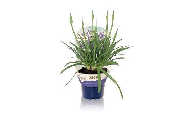 Agapanthus 'Peter Pan', pot 17 cm, h 30 cm - afbeelding 1