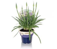 Agapanthus 'Peter Pan', pot 17 cm, h 30 cm - afbeelding 1