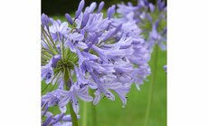 Agapanthus 'Peter Pan', pot 24 cm, h 40 cm