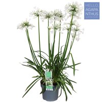 Agapanthus 'Pitchoune White' p 17cm