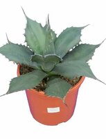 Agave ferox, pot 21 cm