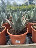 Agave havardiana, pot 24 cm