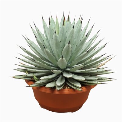 Agave macroacantha decipiens, pot 21 cm