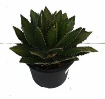 Agave macroacantha lophanta, pot 21 cm