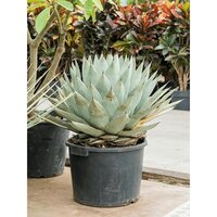 Agave parry azul, pot 21 cm