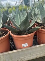 Agave parryi 'Neomexicana', pot 24 cm
